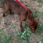 Lovely Male Dog For Sale in Liverpool