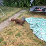 Miniature Dachshund pups ? Ready Now in Cheshire West and Chester