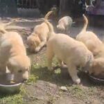golden retriever for sale in Manchester