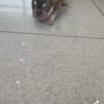 Lilac And Tan Male French Bulldog READY NOW in Staffordshire