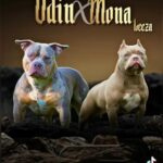 MONA-LEEZA X ODIN in London