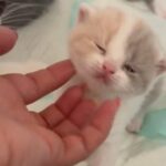 Beautiful Champion Bred Bsh Kittens in North Yorkshire