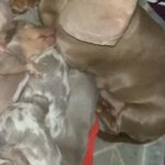 Isabella Miniature Dachshund Puppies in Chelmsford