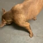 French Mastiff/American Bulldog girl in London