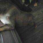 female French bulldog in Birmingham