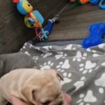French Bulldog puppies KC Registered in Hampshire