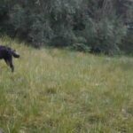 BERNESE PUPPIES FOR SALE in Liverpool