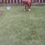 Bully Pups 1 Male 2 Female Ready To Go in Charnwood
