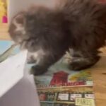Persian kittens in North West Leicestershire