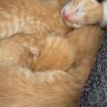 Kittens For Sale in Bradford