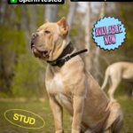 Cane Corso stud ! in London