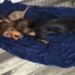 kittens in Coventry