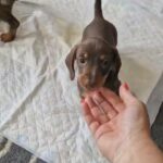 1 boy left kc miniature dachshunds in Luton