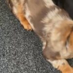 Long Haired Miniature Dachshund in Cardiff
