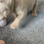 Lilac Tri Male Pocket Bully in Bridgend