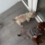 Blue Tri Male Pocket Bully Pup in Bridgend