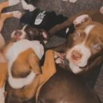 Bully Puppy’s 12 Weeks Old in London