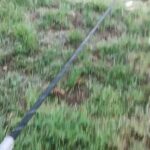 Male American Akita For Sale in Birmingham