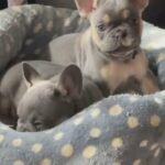 ??FRENCH BULLDOG puppies KC reg Carry Fluffy ?? in Manchester