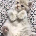 Lilac British Shorthair Kitten in Birmingham