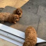 Cavapoo F1b Dna Clear, Holistically Bred in Hartlepool