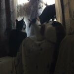 Kittens in London
