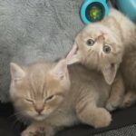 Lilac British Shorthair Kitten in Birmingham