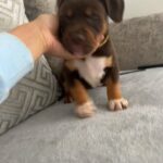 Female American Bully in Liverpool