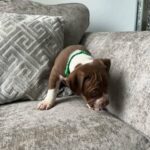 Make American Bully in Liverpool