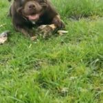 Miss Brownie in Bolton
