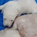 goldendoodle poodle pups in Wigan