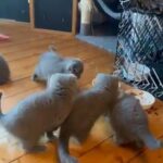 5 adorable Scottish fold X Ragdoll kittens in Edinburgh