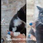 two-month-old blacks white small kitten small female 150  ￼ in London