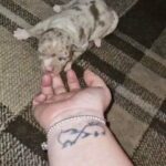 ABKC CHOC TRI MERLE FEMALE in Manchester