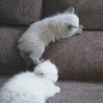 beautiful siberian babies in Lincoln