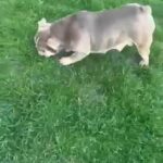 Lilac Tri Health Clear Englsih Bulldog in Lincoln