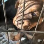 4 Female Rottweiler Cross in Bristol