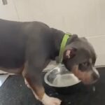 ABKC registered American XL Bully Puppies in Mansfield
