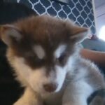 Alaskan malamute in Stirling