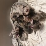 reduced French bulldog puppies in Sheffield