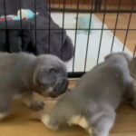 KC French Bulldogs. Carrying Fluffy And Isabella in Hastings