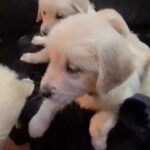 Golden Retriever puppies for sale in Manchester