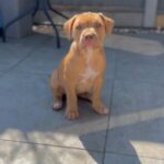 American Bully Pups For sale! in London