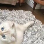 TICA Active Registered British Shorthair Female in Reigate and Banstead