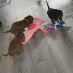 Miniature Dachshund in South Ayrshire