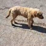 goldendoodle in Dungannon and South Tyrone