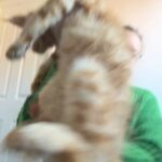 Maine Coon Red Boy GCCF in Mansfield