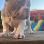New Shade Isabella Pied French Bulldog Girl? in Braintree