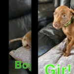 bully X doberman in Doncaster