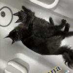 Maine Coon Queen Retired in London